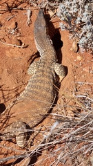 Varanus gouldii