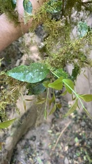 Blepharocalyx salicifolius