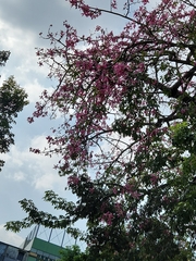 Ceiba speciosa