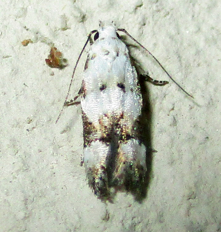 Pseudotelphusa tornimacula