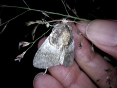 Peridea rotundata