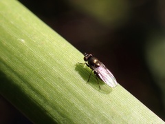 Acalyptratae