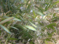 Ptereleotris microlepis