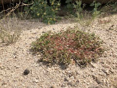 Portulaca halimoides