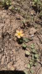 Modiolastrum malvifolium