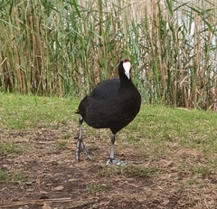 Fulica cristata