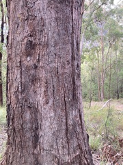 Corymbia