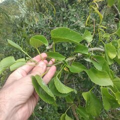 Cissus verticillata