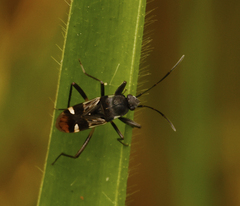 Dieuches maculicollis