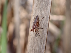 Dichetophora