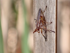 Dichetophora