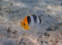 Chaetodon ulietensis