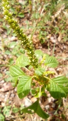 Amaranthus palmeri