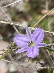 Thysanotus manglesianus