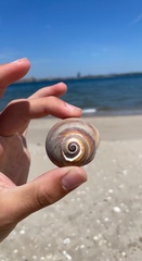 Neverita duplicata