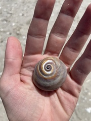 Neverita duplicata