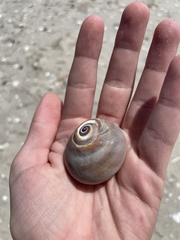 Neverita duplicata
