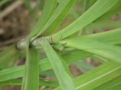 Conocephalus maculatus