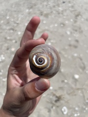 Neverita duplicata