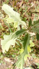 Solanum elaeagnifolium