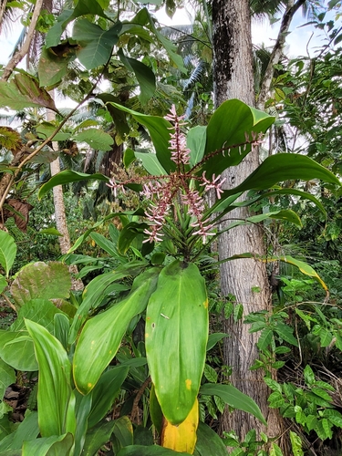 Cordyline fruticosa observed 2022-10-09