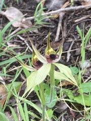 Caladenia macrostylis