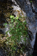 Mimophytum cardiophyllum