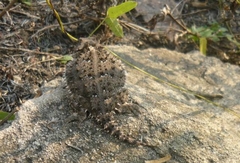 Phrynosoma orbiculare