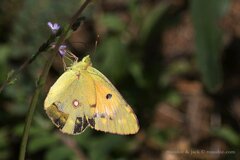 Colias croceus
