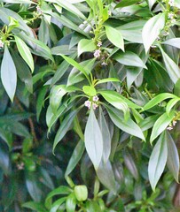 Myoporum