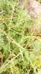 Cynodon dactylon