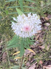 Pimelea spectabilis