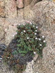 Erodium corsicum