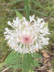 Pimelea spectabilis