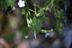 Mimophytum cardiophyllum