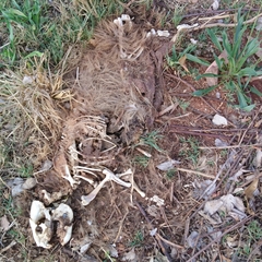 Procavia capensis capensis