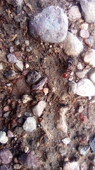 Pogonomyrmex rugosus