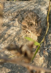 Phrynosoma orbiculare