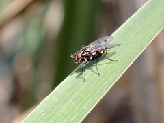 Anthomyia punctipennis
