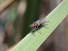 Anthomyia punctipennis