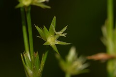 Juncus planifolius