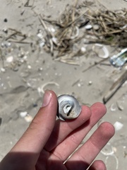 Neverita duplicata