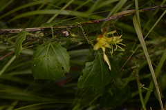 Passiflora herbertiana