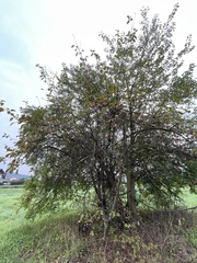 Malus domestica