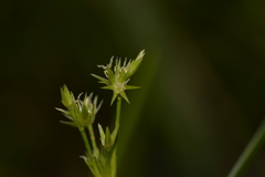 Juncus planifolius