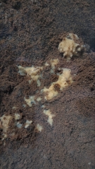 Ephydatia fluviatilis