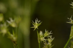 Juncus planifolius