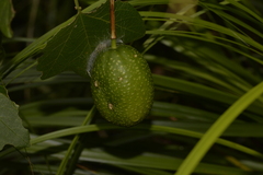 Passiflora herbertiana