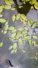 Potamogeton natans