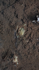 Ephydatia fluviatilis